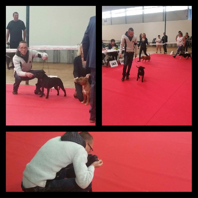 The Best Of Stafford - Exposition international cacs cacib St etienne 2016