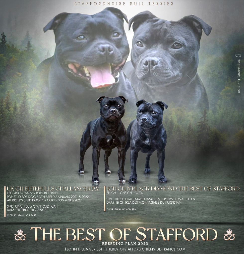 The Best Of Stafford - Naya & Dodge 