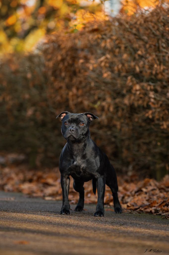 Tiny sweet girl The Best Of Stafford