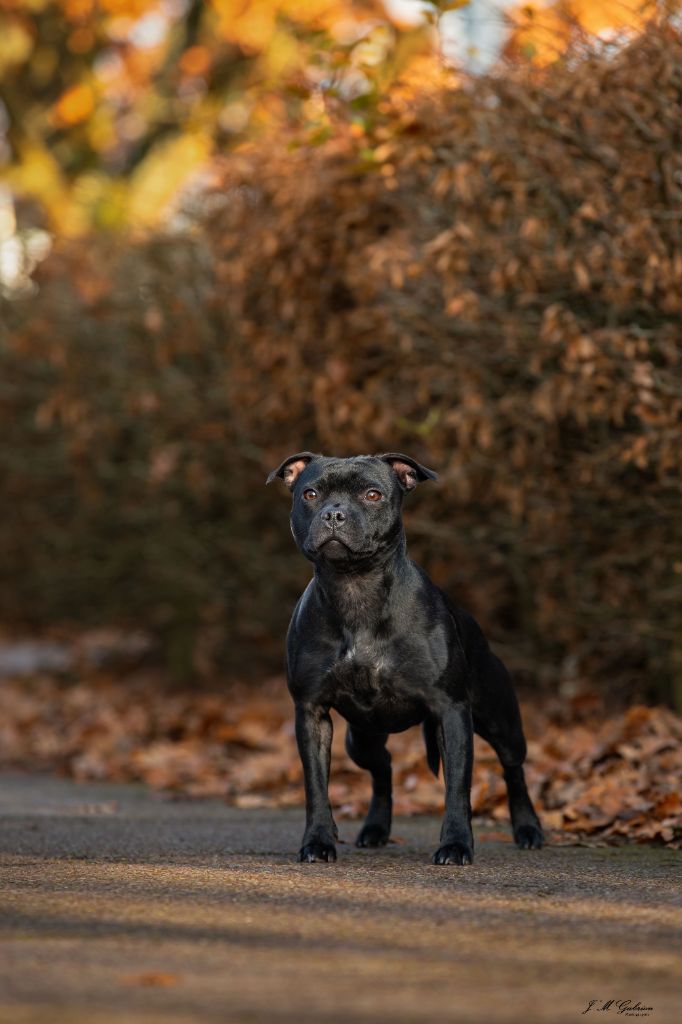 Tiny sweet girl The Best Of Stafford