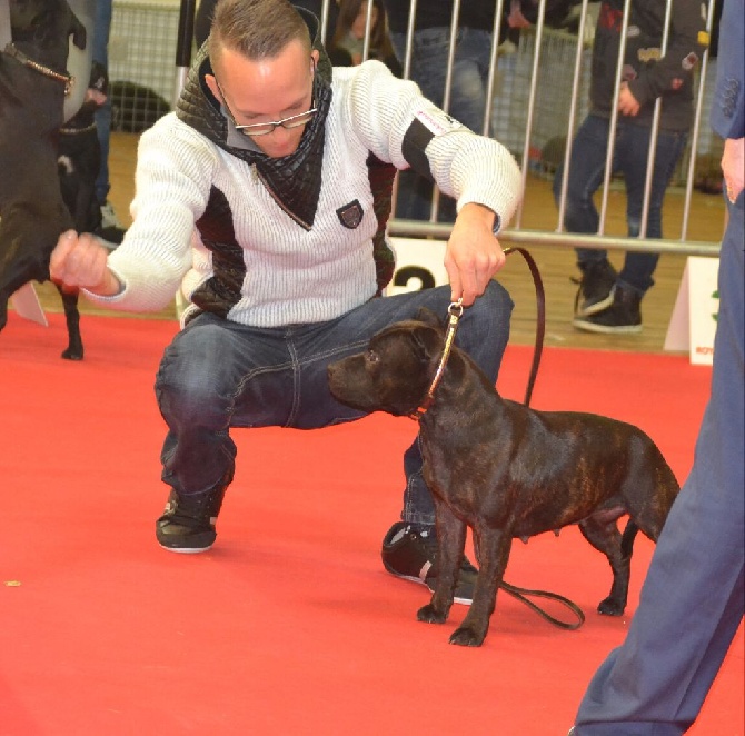 The Best Of Stafford - Exposition international cacib cacs St etienne 2016