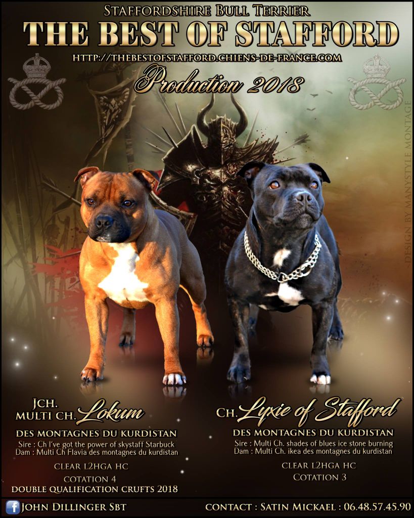The Best Of Stafford - Trois petites femelles ont vu le jour le 12 03 2018 sur ce mariage