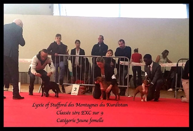 The Best Of Stafford - Exposition international cacib cacs St etienne 2016