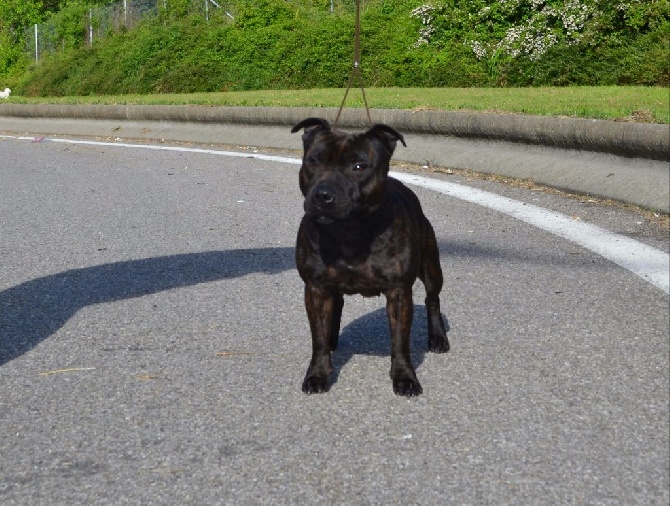 The Best Of Stafford - CACS CACIB ALÈS