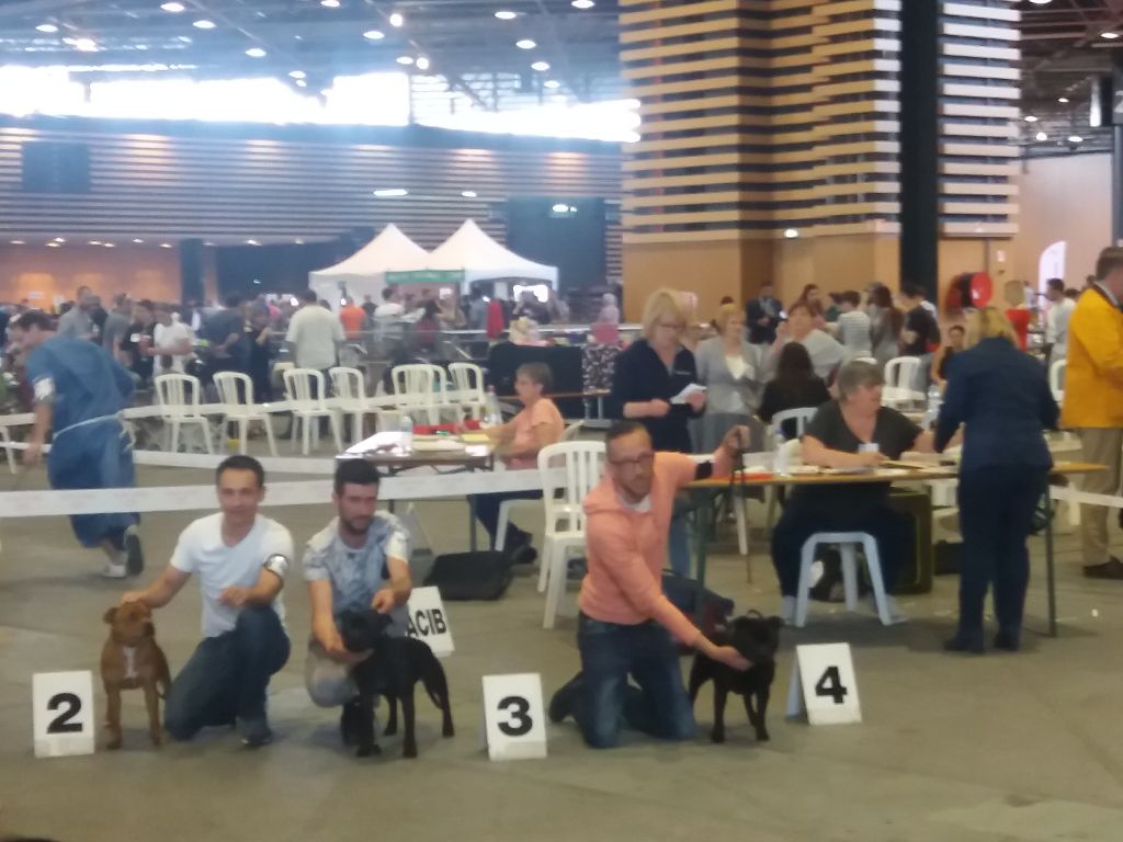 The Best Of Stafford - Exposition internationale cacs cacib Lyon 22 04 18